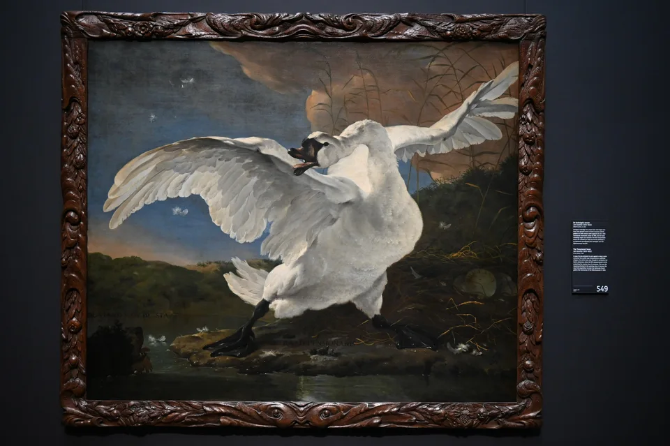 A pintura O cisne ameaçado, de Jan Asselijn