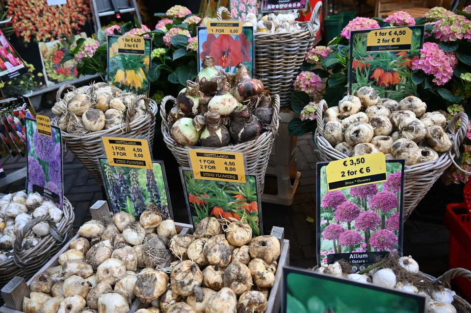 Bulbos de tulipas em cestos no mercado de flores