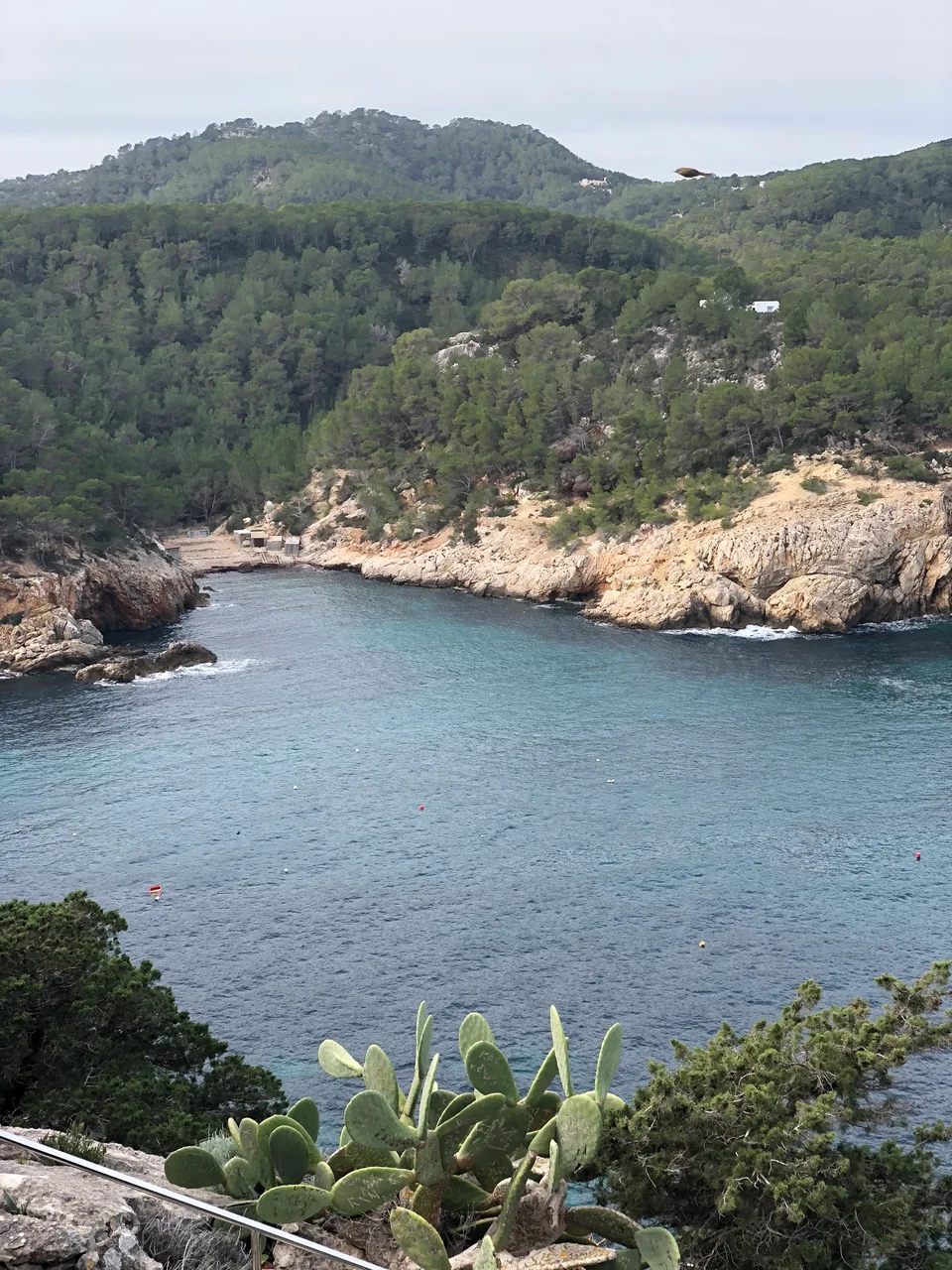 A pine-fringed cove and clear water on Ibiza