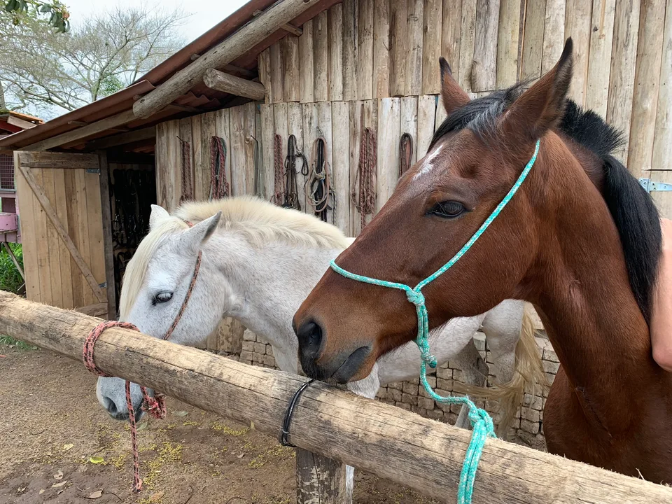 Two horses looking out from a wooden stable at Haras Ypê