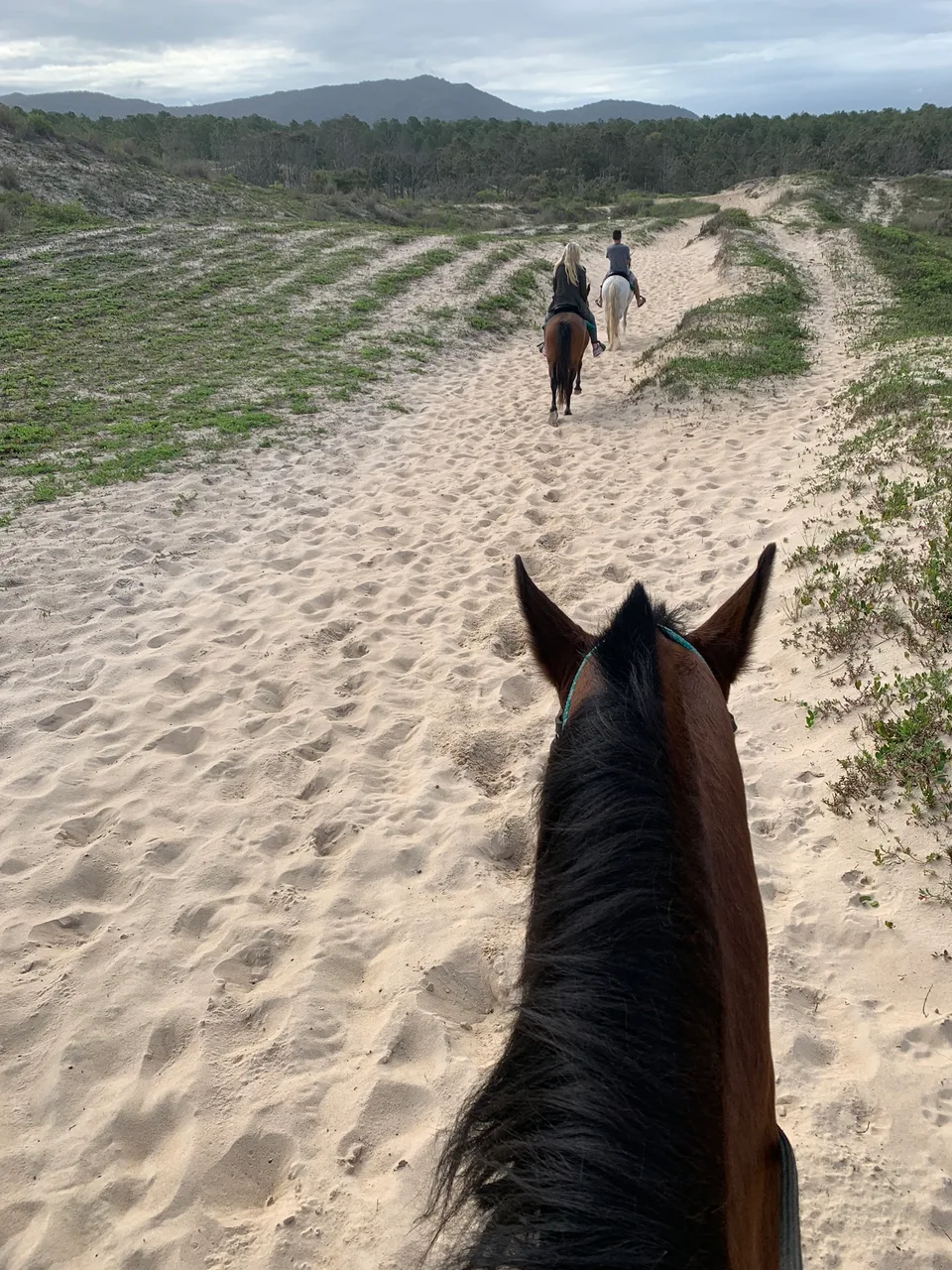 A sandy track through vegetation seen over a horse’s ears