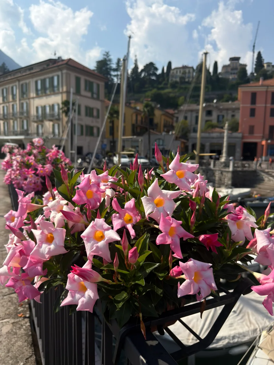 Flores cor-de-rosa junto à orla e aos edifícios históricos de Bellagio