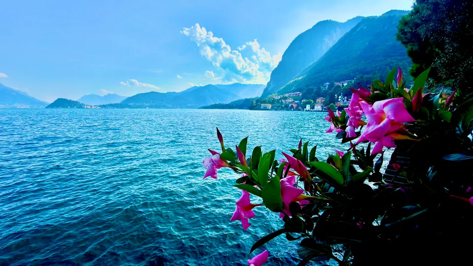 Flores cor-de-rosa emoldurando o Lago de Como azul e as montanhas