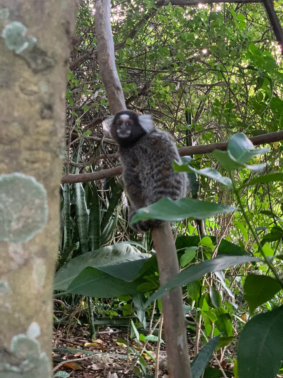 A small monkey clinging to a branch among green leaves