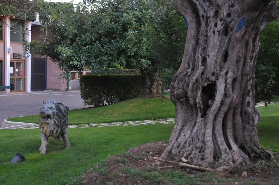 Uma escultura de leão junto ao tronco de textura marcada de uma árvore antiga num jardim