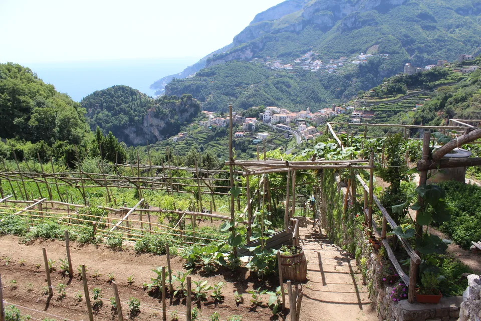 Terraços cultivados e suportes de videiras acima de um vale verde na Costa Amalfitana